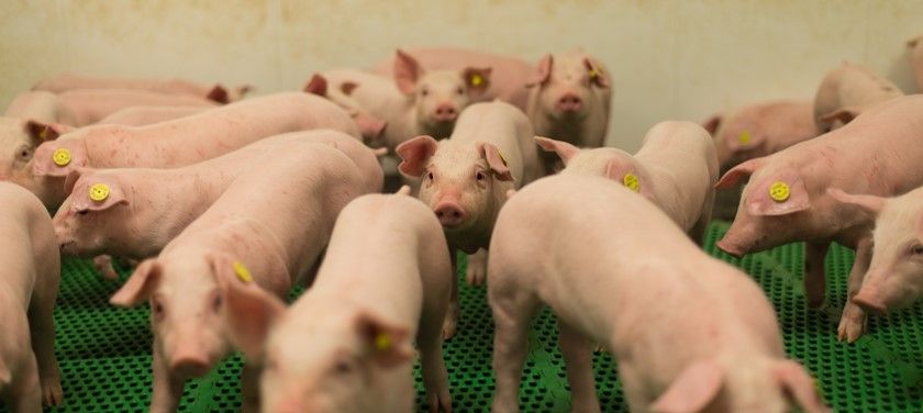 50% - afbeelding - Janssen